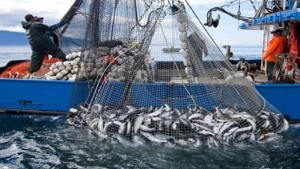 نابل: تراجع الثروة السمكية بنسبة تناهز 60 بالمائة