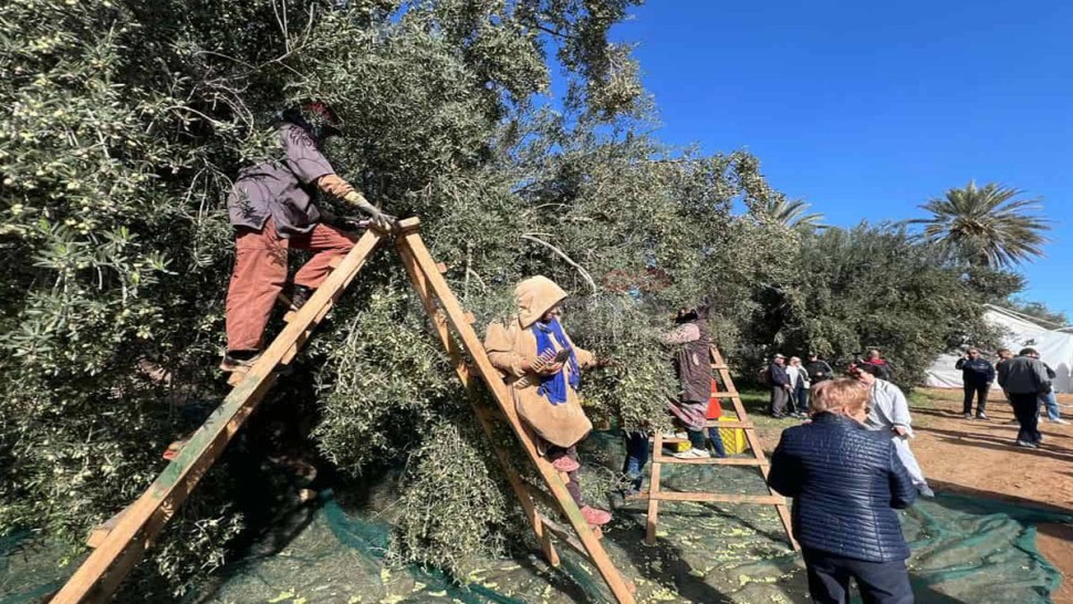 سوسة: 8 بالمائة نسبة تقدم عملية جني الزيتون