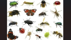 تقرير: تراجع انتشار الحشرات في العالم ينذر بكارثة بيئية وغذائية!