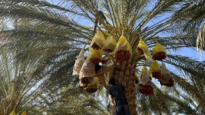 المهرجان الدولي للتمور