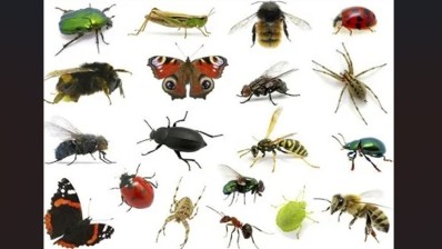 تقرير: تراجع انتشار الحشرات في العالم ينذر بكارثة بيئية وغذائية!