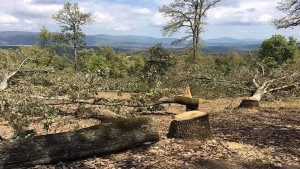 ولاية نابل تسجل سنويا ما بين 200 و 250 مخالفة غابية