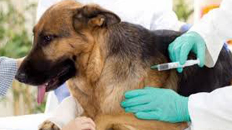 قابس تتصدّر ترتيب الولايات في حملات التلقيح ضدّ داء الكلب