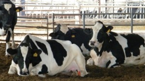 مشروع التنمية الفلاحية المندمجة بولاية صفاقس