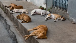 الكلاب السائبة