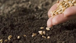 موسم الزراعات الكبرى: فلاحو نابل يلجؤون إلى البذور الذاتية في ظل نقص البذور الممتازة