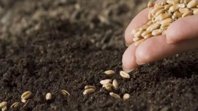 موسم الزراعات الكبرى: فلاحو نابل يلجؤون إلى البذور الذاتية في ظل نقص البذور الممتازة