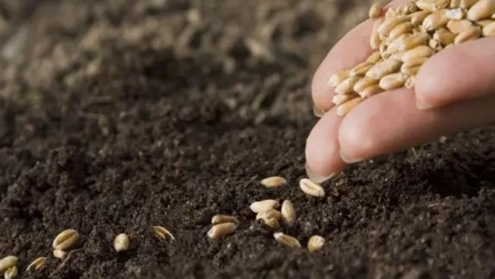 موسم الزراعات الكبرى: فلاحو نابل يلجؤون إلى البذور الذاتية في ظل نقص البذور الممتازة