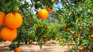 نابل: تراجع صابة القوارص واتحاد الفلاحة يدعو إلى فتح أسواق تصديرية جديدة