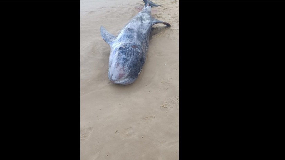 باجة: نفوق حوت ضخم من نوع "بلان" بشاطئ الزوارع