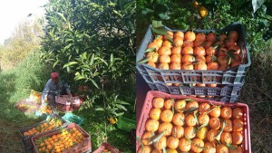 باجة: تقدّم جني القوارص بوشتاتة بنسبة 10 بالمائة