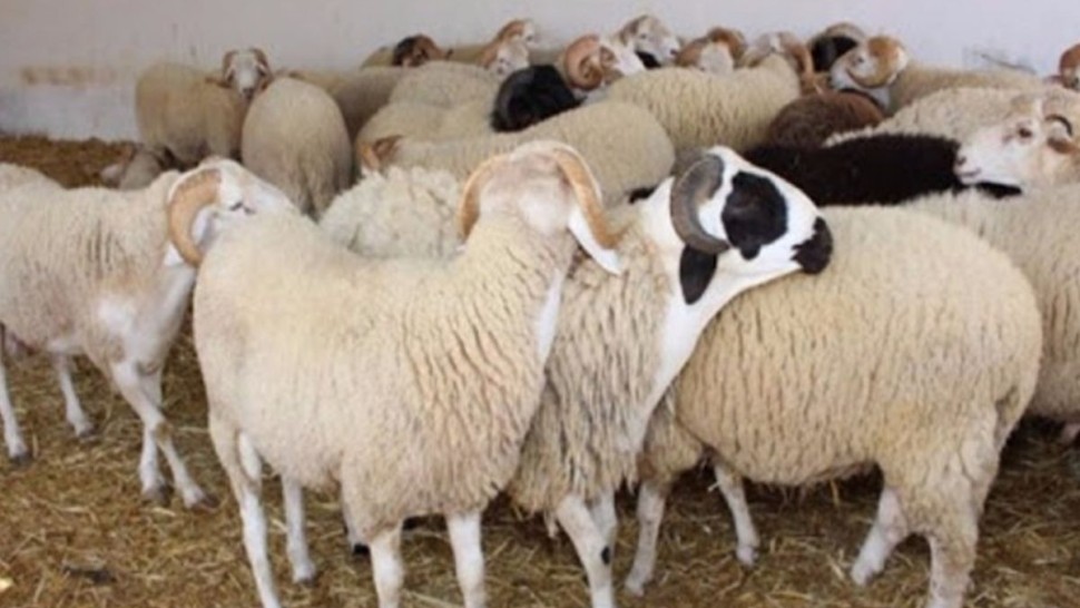 تأمين حاجيات السوق خلال عيد الأضحى محور جلسة عمل