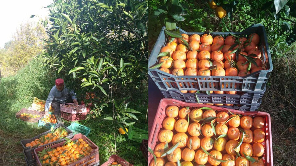 باجة: تقدّم جني القوارص بوشتاتة بنسبة 10 بالمائة