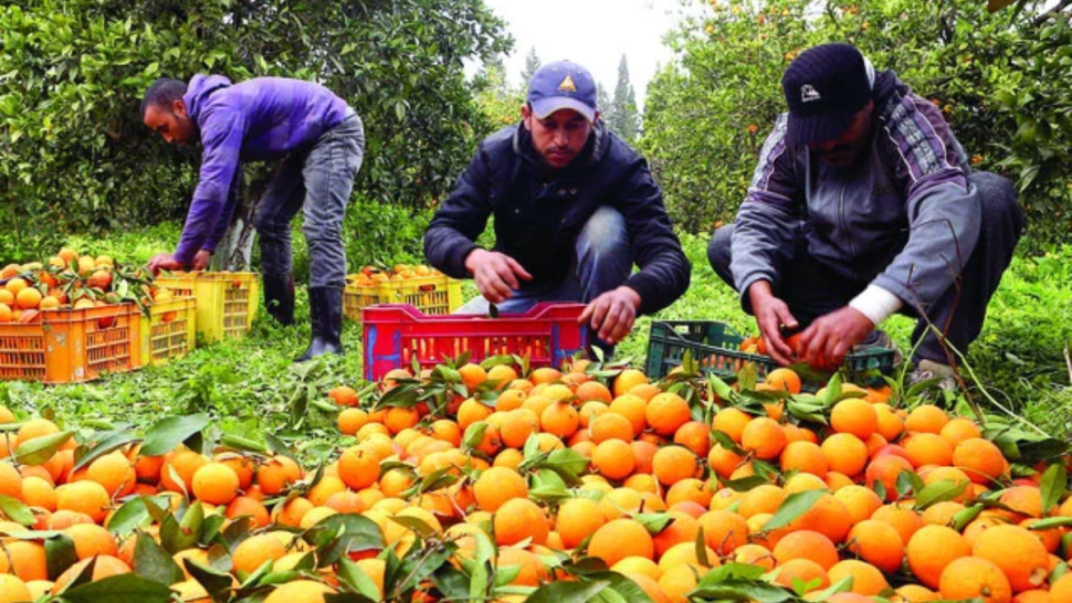 31 ديسمبر: انطلاق موسم تصدير البرتقال المالطي إلى فرنسا