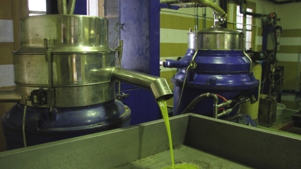 وزارة الفلاحة: انطلاق برنامج تخزين زيت الزيتون