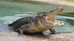 الاحتلال يدرس بناء سجن محاط بالتماسيح بطلب من بن غفير