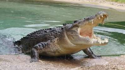 الاحتلال يدرس بناء سجن محاط بالتماسيح بطلب من بن غفير