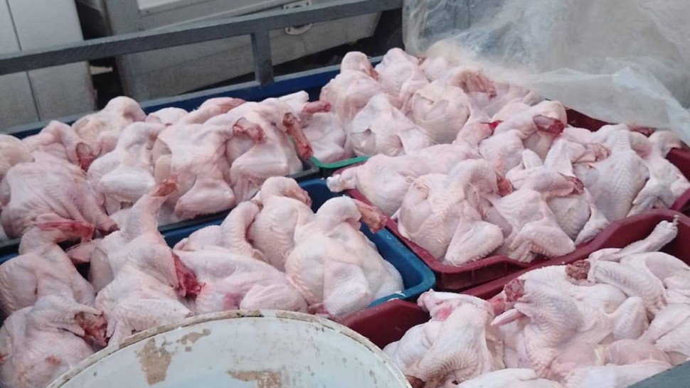 قفصة :  حجز 784 كيلوغراما من لحوم الدواجن