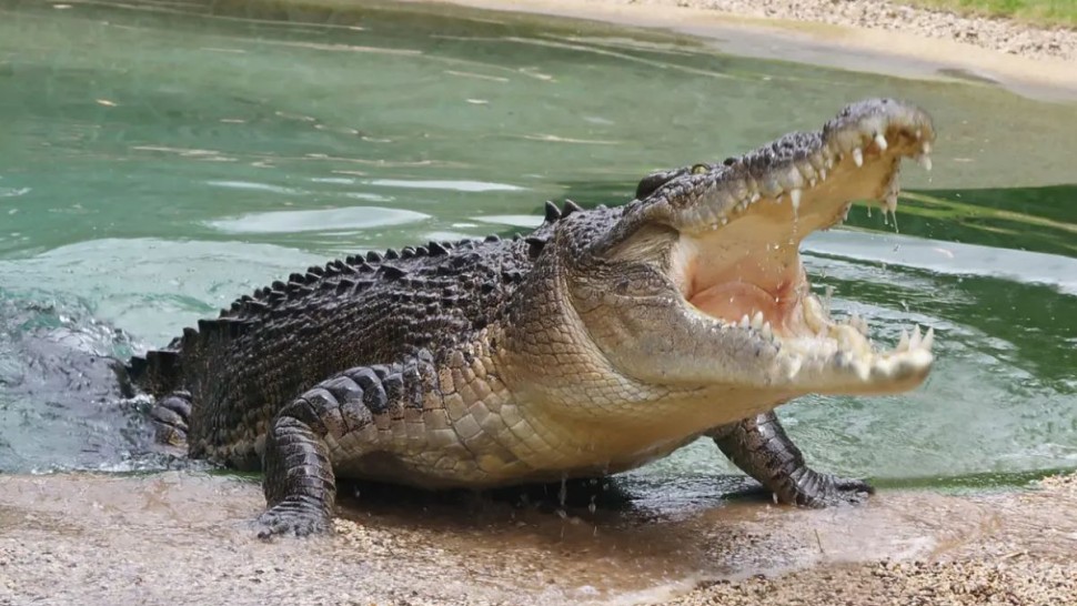 الاحتلال يدرس بناء سجن محاط بالتماسيح بطلب من بن غفير