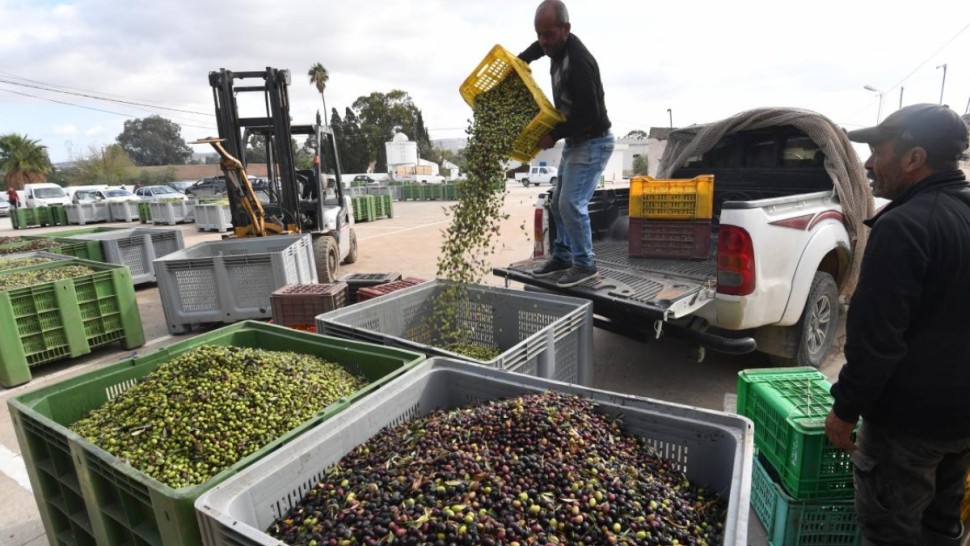 معصرة زيتون