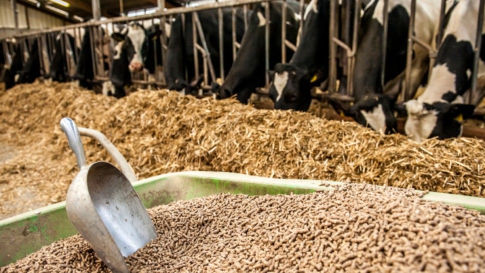 ديوان اعلاف