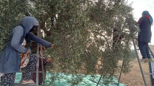 قفصة: نسبة تقدم جني الزيتون بلغت نحو 41 بالمائة