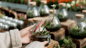 خبير دولي في التنمية الفلاحية يحذر المسافرين من إدخال النباتات والمنتجات النباتية