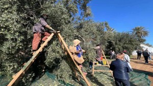 قابس: تقدم موسم جني الزيتون بنسبة 56 بالمائة