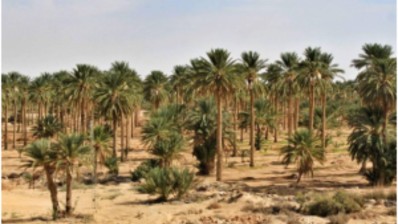 قبلي: انطلاق الاستعدادات لموسم التمور القادم