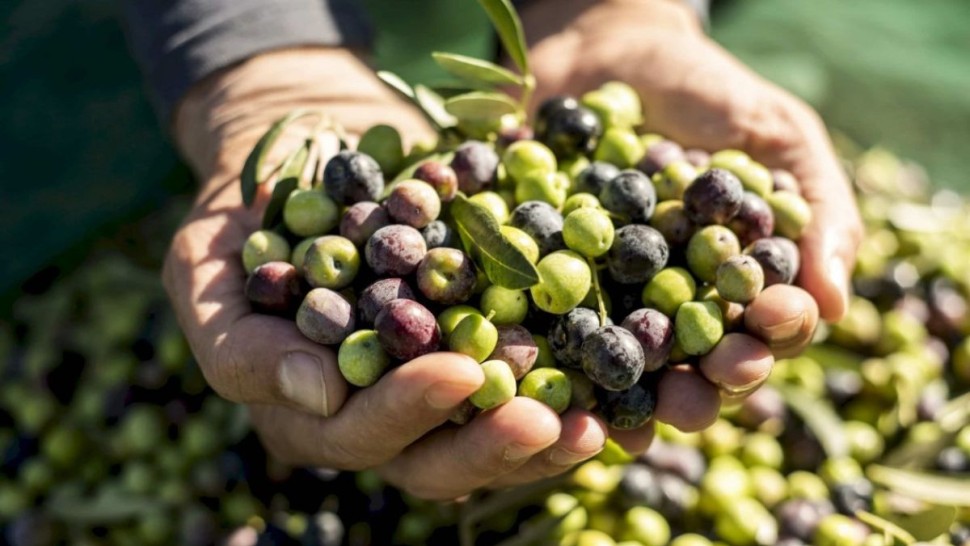 باجة: تقدّم ملحوظ في موسم جني الزيتون رغم نقص اليد العاملة