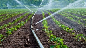 مشروع ناشئ تونسي: تطبيقة ذكية لمراقبة السقي بالأراضي الفلاحية