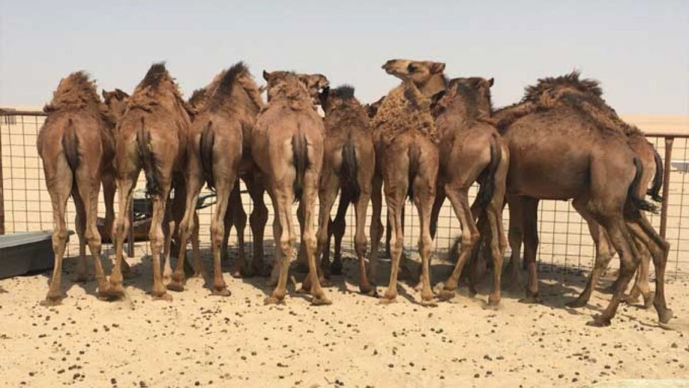 دوز: نفوق عدد من رؤوس الإبل يثير مخاوف المربين