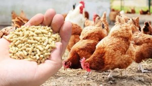 اعلاف دواجن