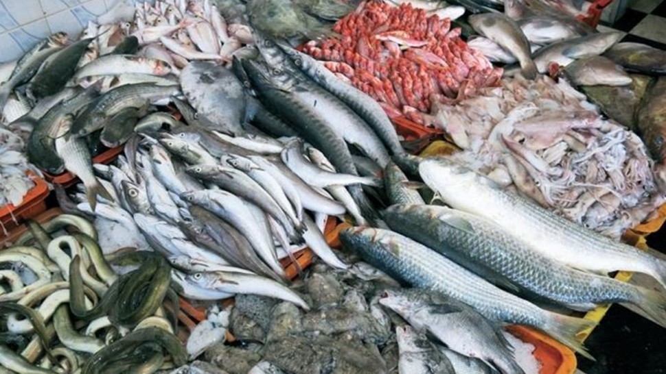 تقلص فائض الميزان التجاري لمنتوجات الصيد البحري في نوفمبر 2025