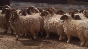 القيروان: حجز شاحنة خفيفة محمّلة برؤوس أغنام مسروقة