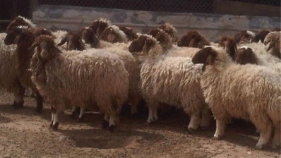 القيروان: حجز شاحنة خفيفة محمّلة برؤوس أغنام مسروقة