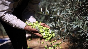 النقابة التونسية للفلاحين