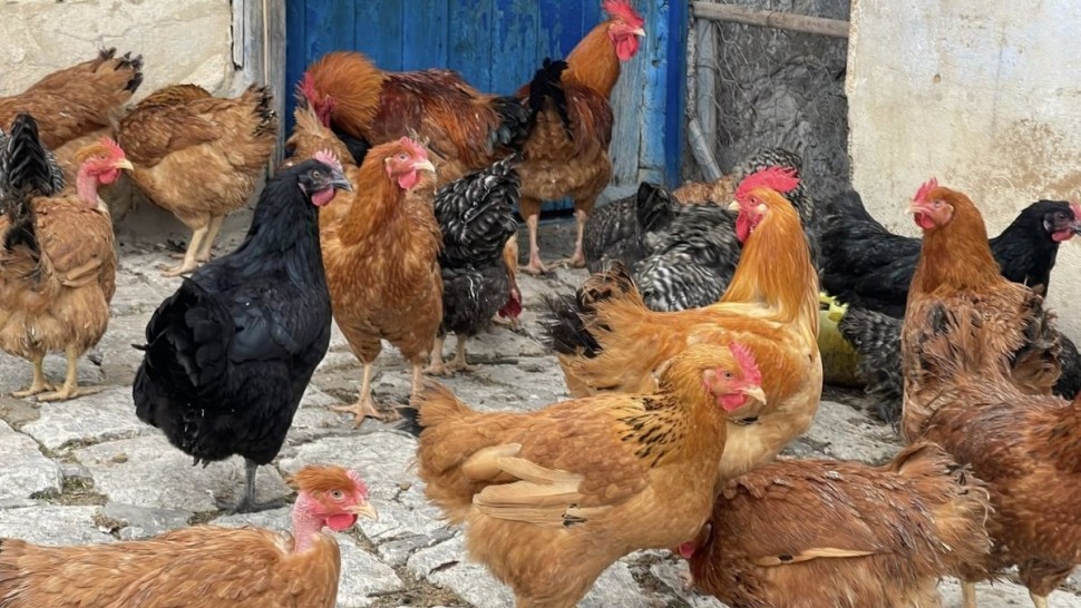 ارتفاع أسعار الأعلاف يهدد قطاع تربية الدواجن في ولاية باجة