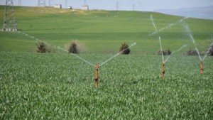 قفصة: ارتفاع مساحات الزراعات الكبرى المروية الى 6700 هكتار