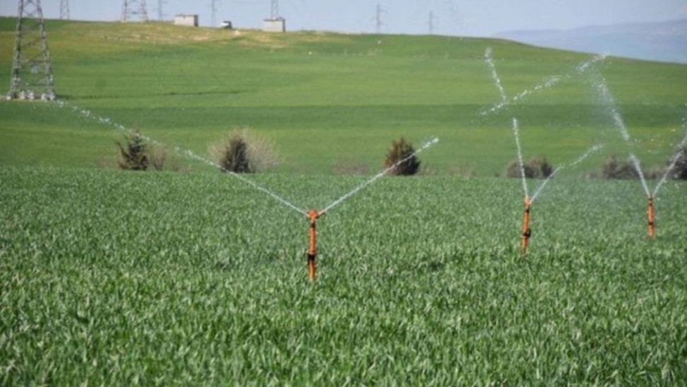 قفصة: ارتفاع مساحات الزراعات الكبرى المروية الى 6700 هكتار