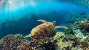 اتفاقية الأمم المتحدة لحماية التنوع البيولوجي البحري تدخل حيز التنفيذ