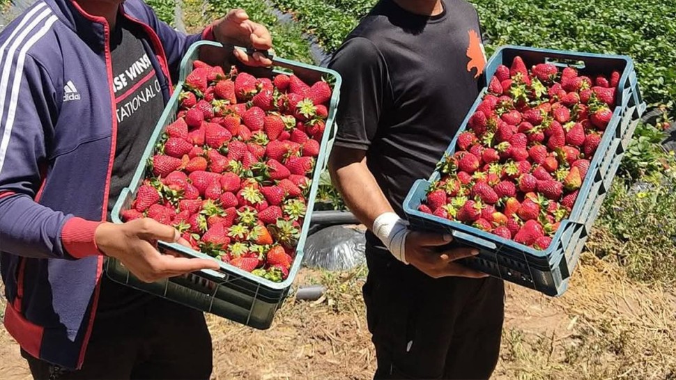 اتحاد الفلاحة بنابل: توقعات بتراجع إنتاج الفراولة بين 10 و15%