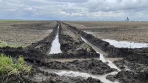 المخزومي: الأمطار ستقلّص من كلفة الإنتاج الفلاحي ما سينعكس على الأسعار