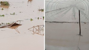 نابل: السيول و الأمطار تتسبب في خسائر بالزراعات والمواشي