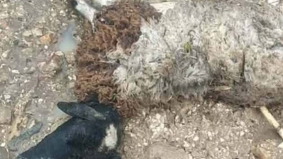 بنزرت: السيول تجرف 79 رأس غنم لفلاح شاب بمنزل بورقيبة