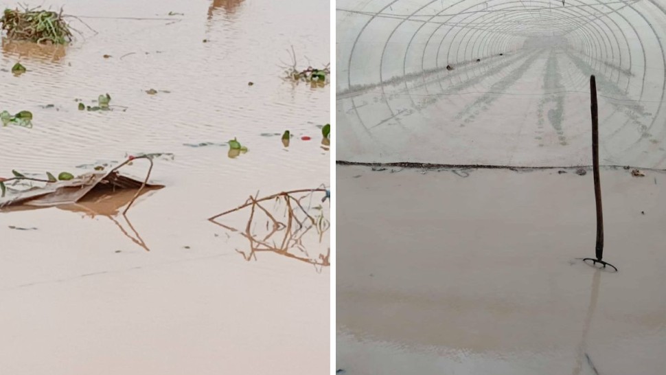 نابل: السيول و الأمطار تتسبب في خسائر بالزراعات والمواشي