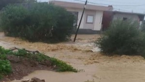 اتحاد الفلاحة بنابل: تسجيل أضرار كبيرة في زراعات الفراولة ونفوق 300 رأس ماشية في قربة