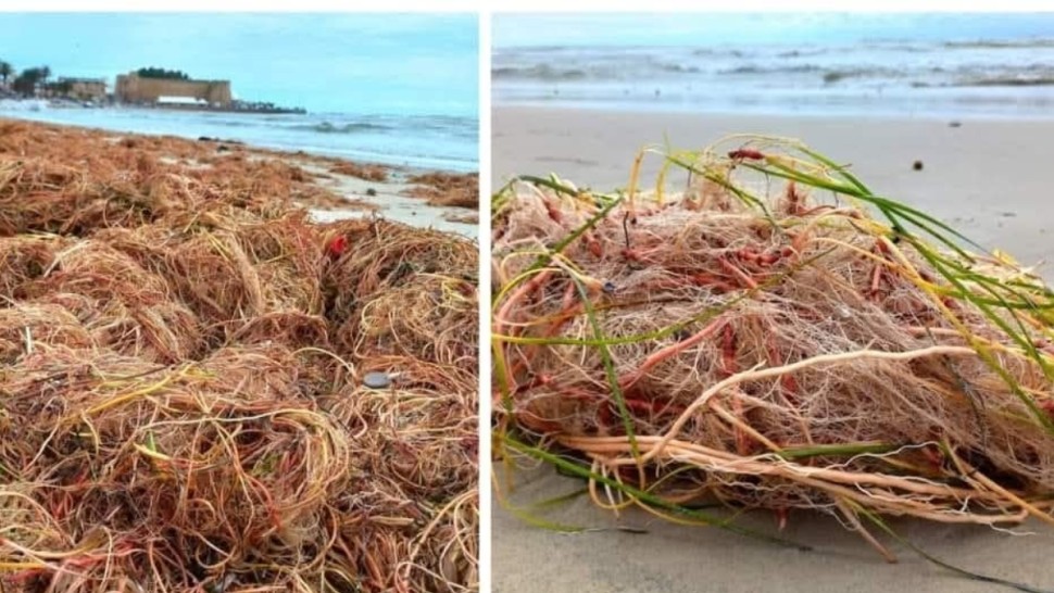 الشواطئ التونسية