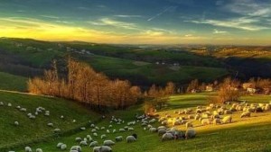 مدير الغابات: المراعي تمثل ثلث المساحة في تونس وتساهم بـ 25% من الأعلاف