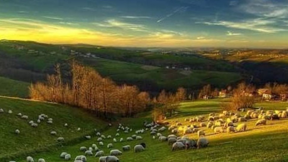 مدير الغابات: المراعي تمثل ثلث المساحة في تونس وتساهم بـ 25% من الأعلاف